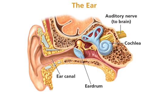 Sensation and Perception Hearing Loss Ear Schematic